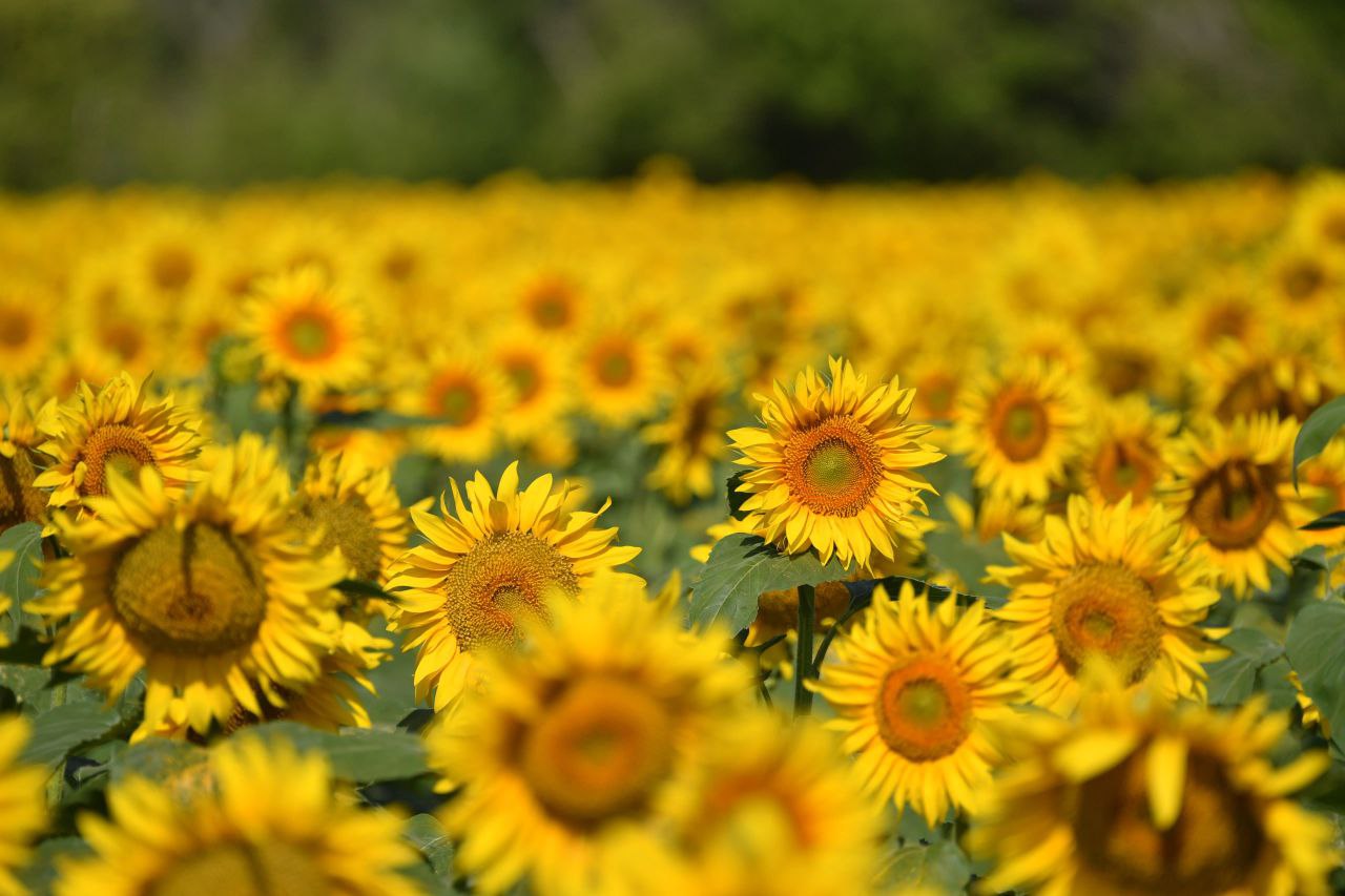 Саратовские аграрии собрали 2 миллиона тонн подсолнечника и стали лидерами в ПФО Саратовские аграрии собрали 2 миллиона тонн подсолнечника и стали лидерами в ПФО